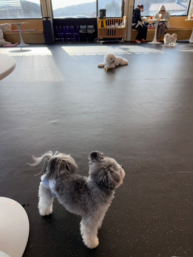 250602-250608 6월의 첫 번째 주간 일기 : 네이버 블로그, image size:800x1067