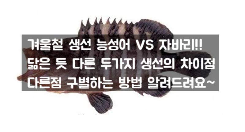 겨울 제철 생선 능성어 VS 자바리!! 닮은 듯 다른 두 가지 생선의 차이점 다른 점 구별하는 방....