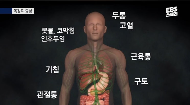  A형독감 감기 차이점 예방법
