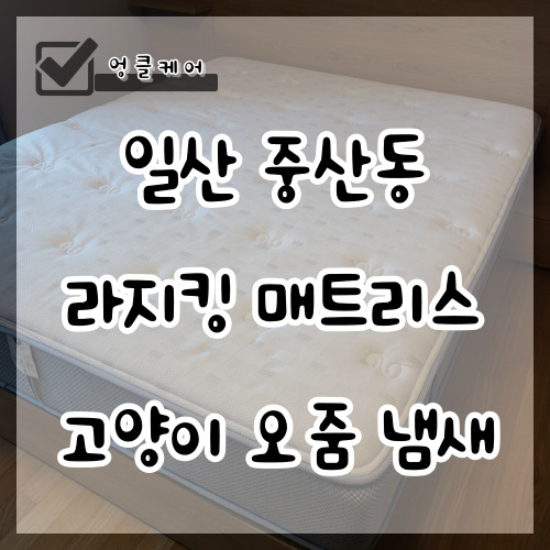  매트리스 고양이 오줌 냄새 얼룩 제거 일산 중산동