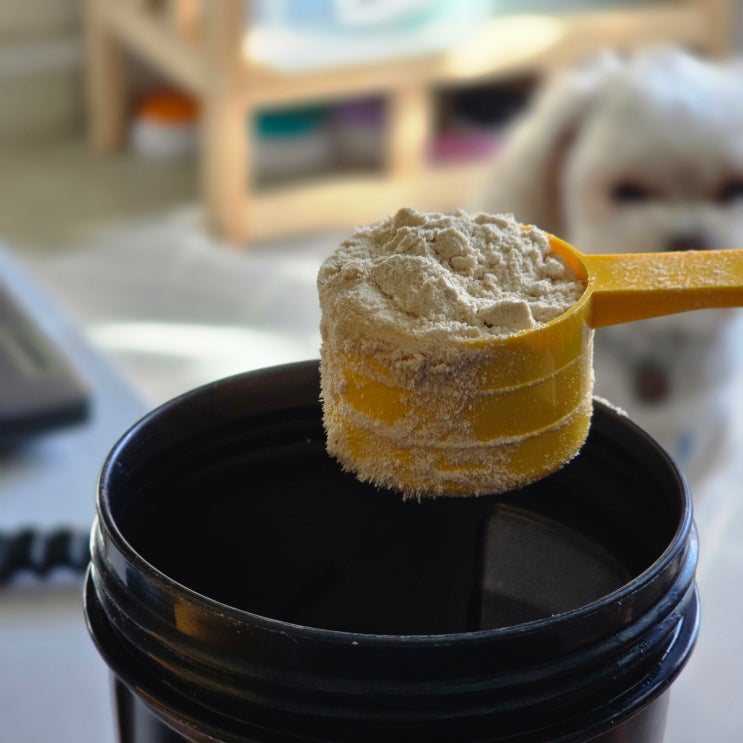  맛있는 프로틴 식사대용쉐이크 있나요