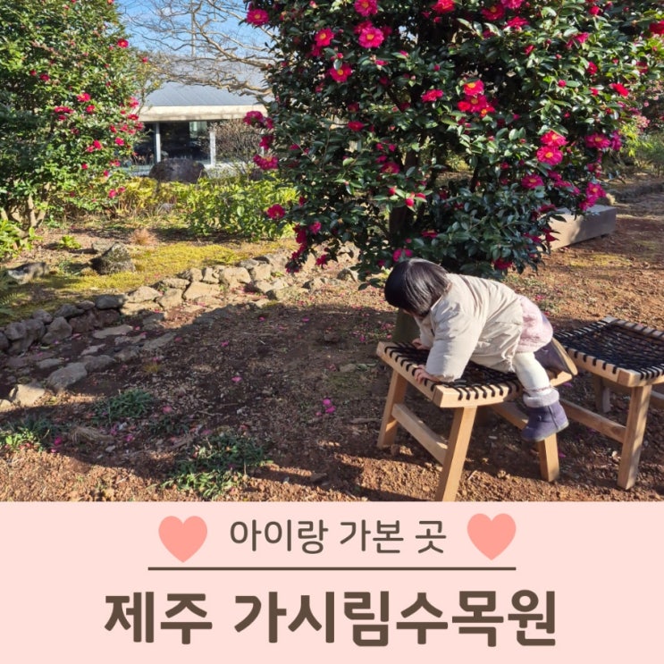  가시림수목원 제주 귤따기 체험 동백꽃 명소