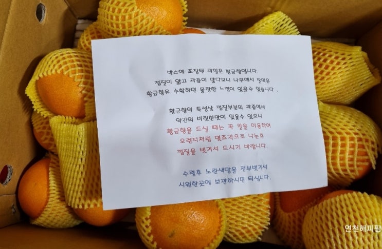  제주도 귤 맛집 황금향 한라봉 레드향 애플망고 느영나영 특산물