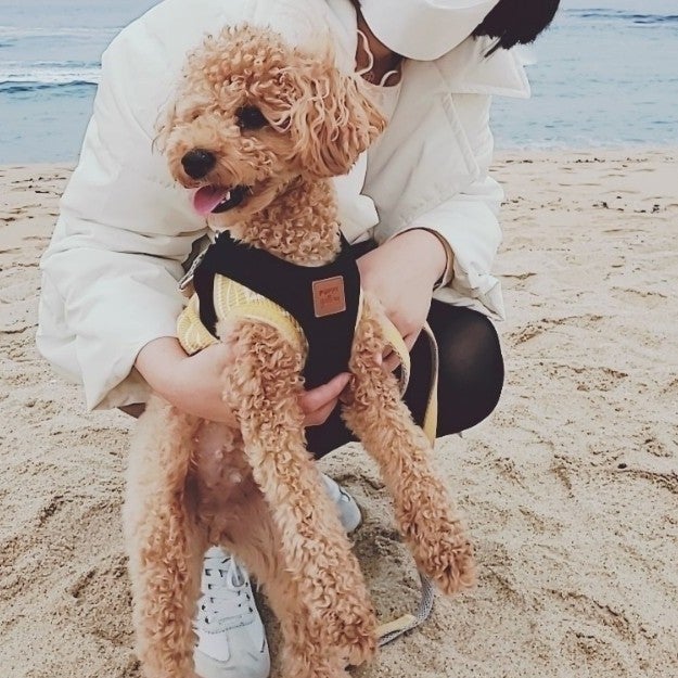  강아지(빵이)와 정동진 해수욕장에서 사진찍기