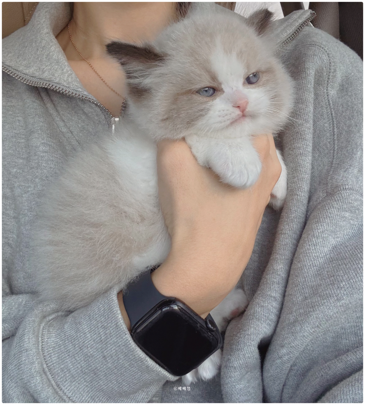  랙돌 고양이 분양가 합리적인 곳 찾고 있다면?  '베베멍'에서 만나보세요!