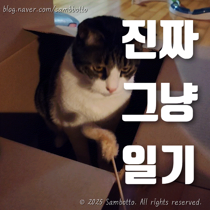  진짜 그냥 일기 | 디플롯(D.PLOT) 첫구매, 바겐슈타이거 | 뒤늦게 넷플릭스 흑백요리사 정주행(사랑해요 네이버플러스 멤버십!) | 주말은 역시 집콕