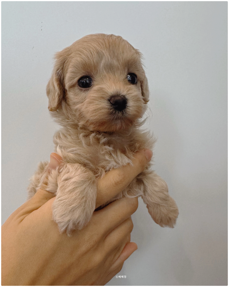  시흥 강아지 분양 베베멍에서 만난 애교쟁이 크림 말티푸 :)