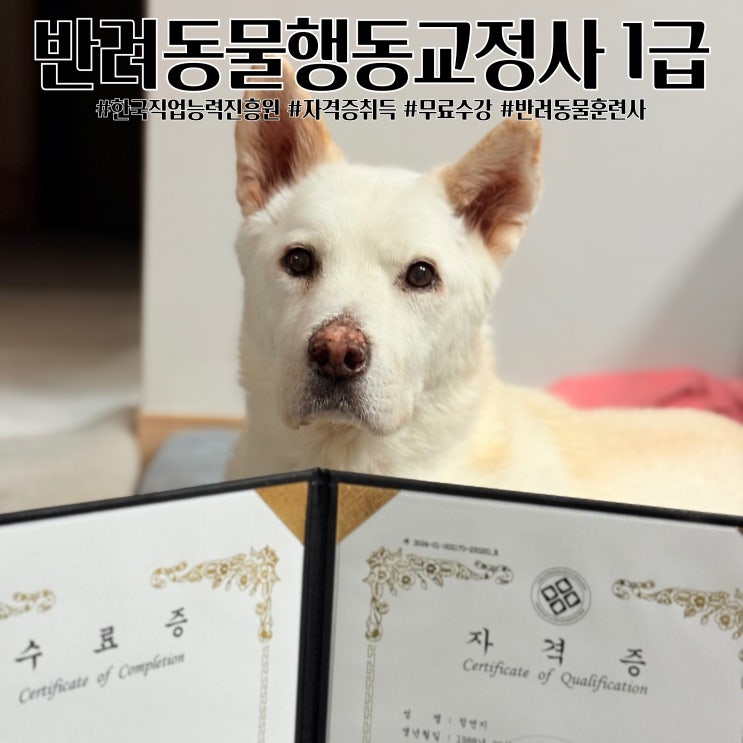  반려동물행동교정사 1급 따기 반려동물훈련사 자격증 한국직업능력진흥원 무료수강 취득하기