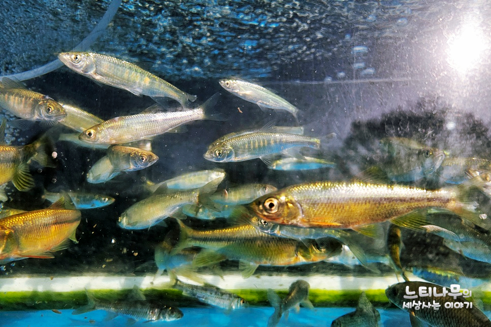 일신식당 사진 5