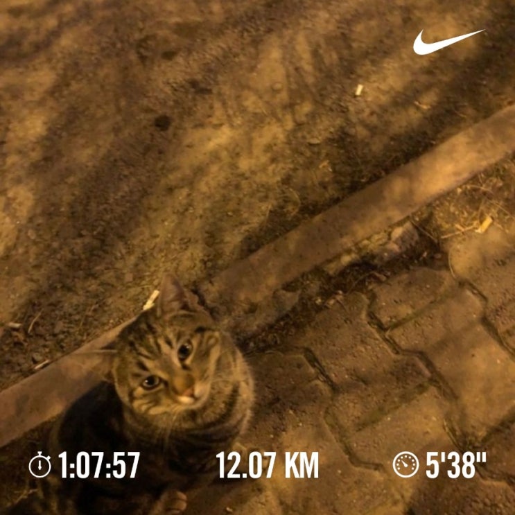매일 10km 러닝 챌린지 1242일 차