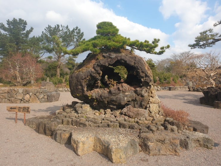  제주 돌낭예술원, 서귀포 가볼만한곳 자연 가득한 석부작 테마공원 / 숨은 제주도 동백꽃 명소