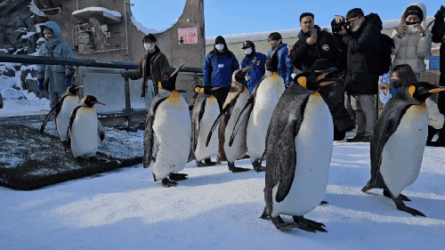  아사히야마 동물원 펭귄산책 시간 가는 법 아사히카와 여행 旭川市旭山動物園