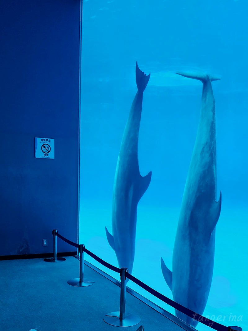 일본 나고야(Nagoya)_ 나고야항 수족관 아쿠아리움 입장료 이벤트 일정 및 시간 돌고래 범고래쇼 아이와 가볼 만한 곳 추천 :  네이버 블로그