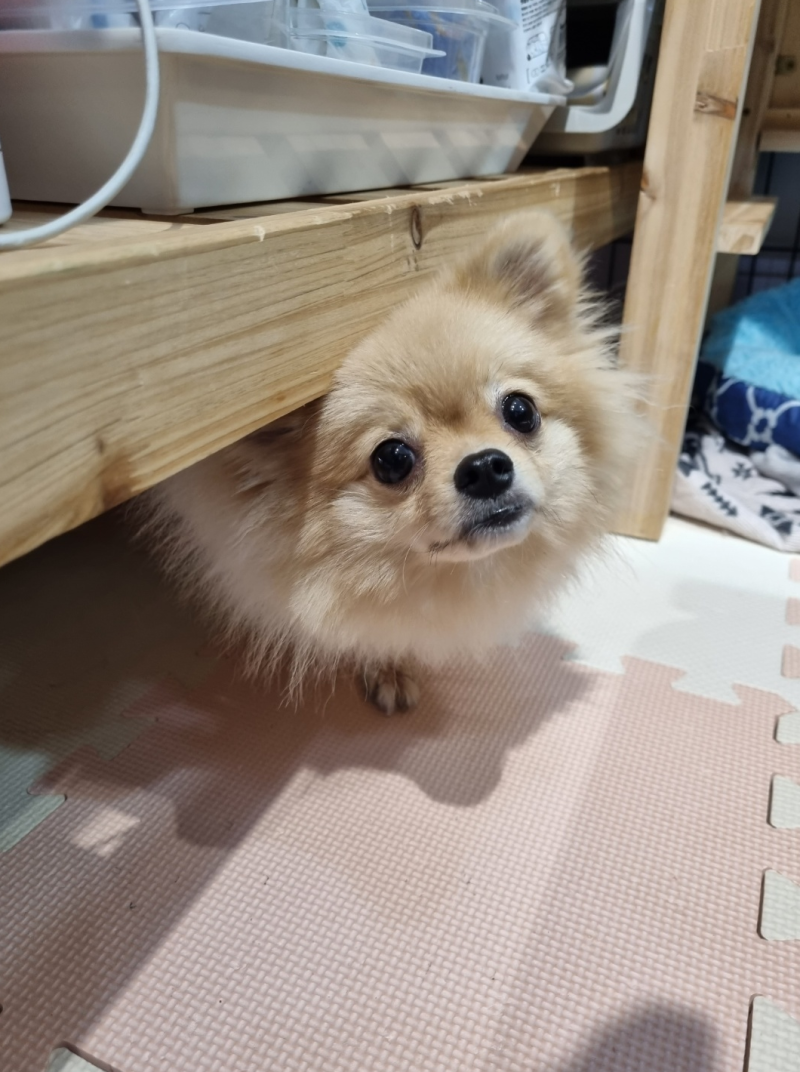 펫호텔조선 본점