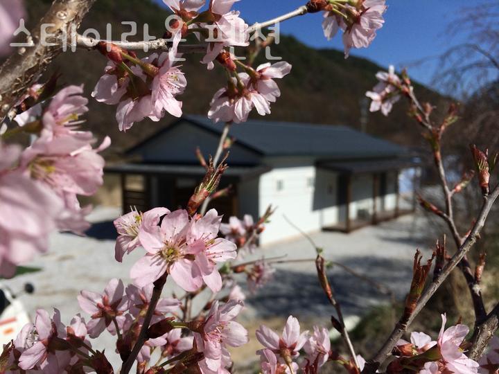 스테이라온펜션 사진 5
