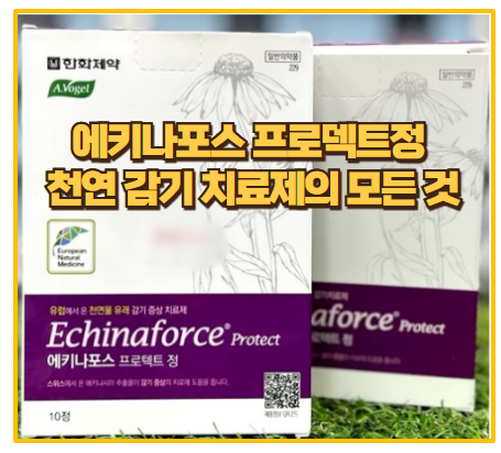  에키나포스 프로텍트정 천연 성분 감기 예방과 면역력 강화 방법 I 구매 후기 리뷰