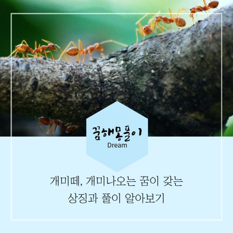 개미꿈해몽, 개미떼가 우글거리는 개미나오는꿈 상징과 징조