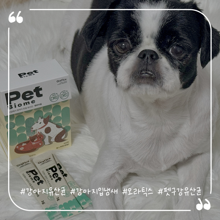  강아지유산균추천 강아지입냄새제거 오라틱스 펫구강유산균 펫바이옴