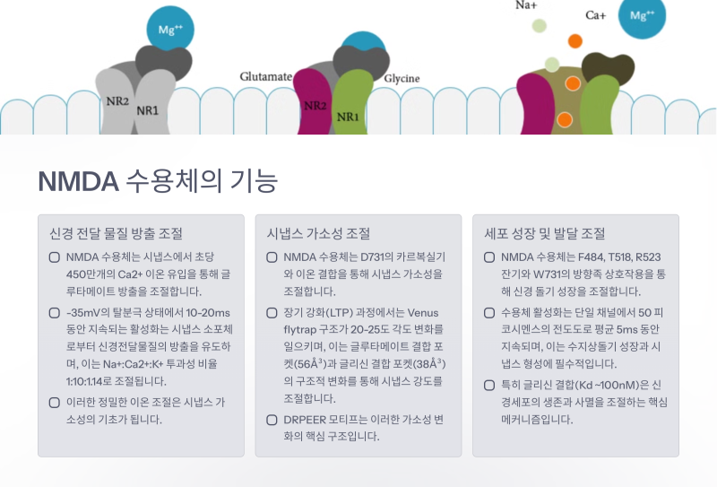 NMDA 수용체(NMDA Receptor): 뇌 기능의 핵심 플레이어 : 네이버 블로그