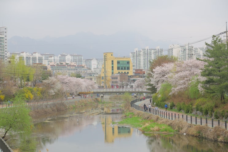  2018 우이천 벚꽃 여행: 도심 속 숨겨진 벚꽃 명소에서의 산책 