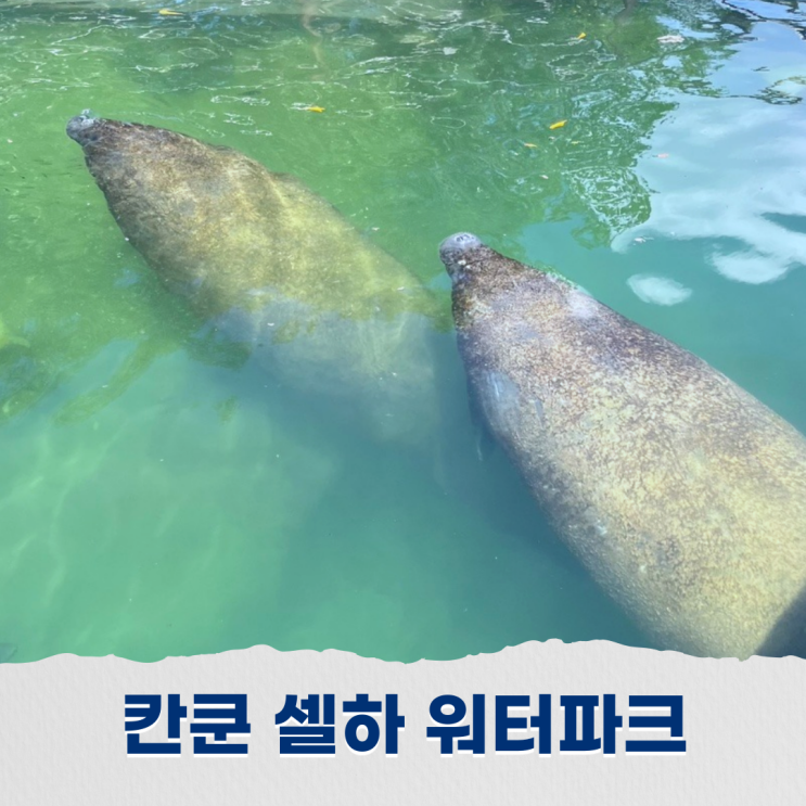  칸쿤 셀하 워터파크에서 매너티와 돌고래 스노쿨링 투어 일정소개