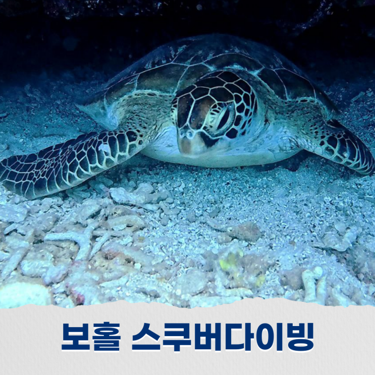  보홀 스쿠버다이빙 업체 추천 거북이 많이 본 후기