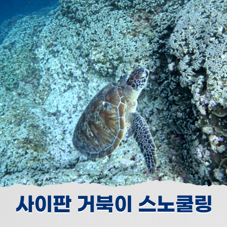 사이판 아이스크림 포인트 거북이스노클링 프리다이빙 솔직후기