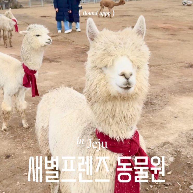  제주 애월 새별프렌즈 겨울 동물원 할인 블랙노즈 알파카 사슴