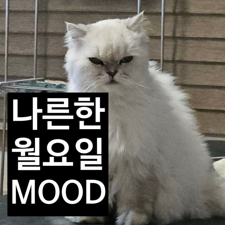  [240106] 손에 잡힐듯 말듯