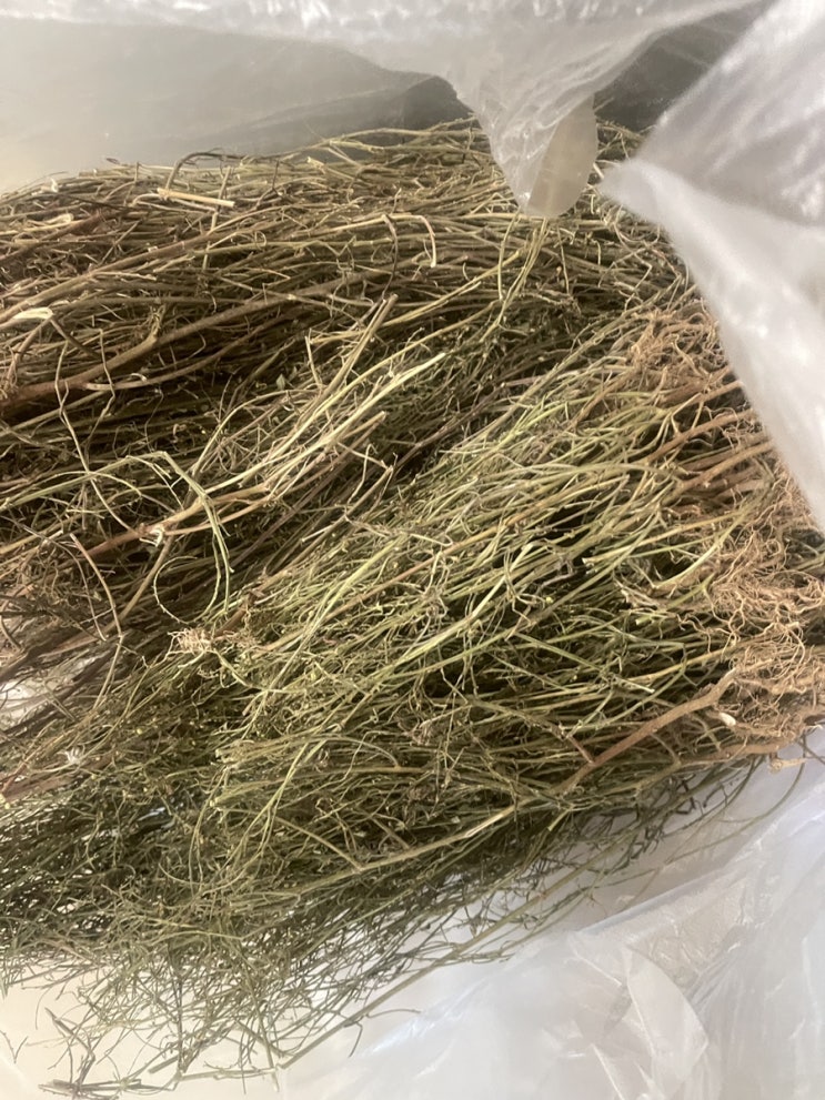  간에 좋다는 엽하주 叶下珠