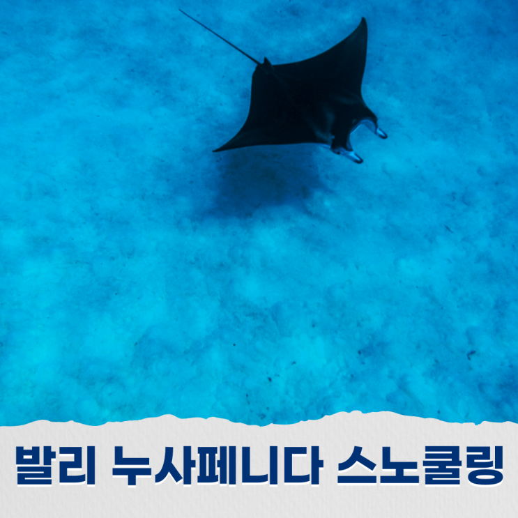  발리 누사페니다 스노쿨링 서부투어 만타레이 당일치기 일정