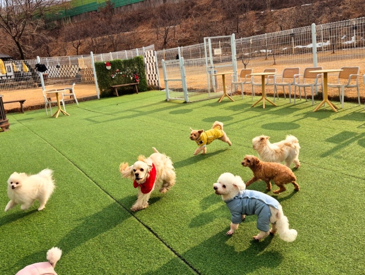  강아지 노즈워크의 장점과 주의 할 점:) 라드독 분당 애견유치원