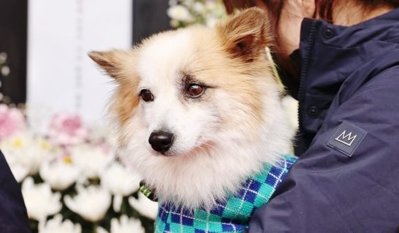 <b>제주항공 참사 희생자</b> 반려견 푸딩이도 분향소 찾아... "짖지... 