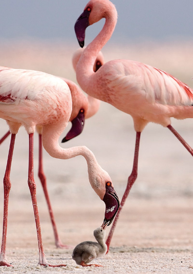 Newton> 과학 237 : 아프리카의 대지구대에 펼쳐진 대자연 ― 탄자니아 : 네이버 블로그