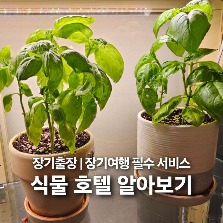  식물 호텔 서비스 알아보기