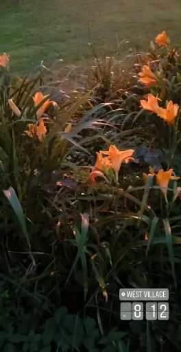 무궁화꽃이 피었습니다 무궁화꽃이 피었습니다
