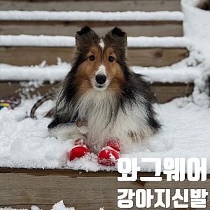 와그웨어 강아지신발 N년 째 잘신는 중 XS사이즈 레드