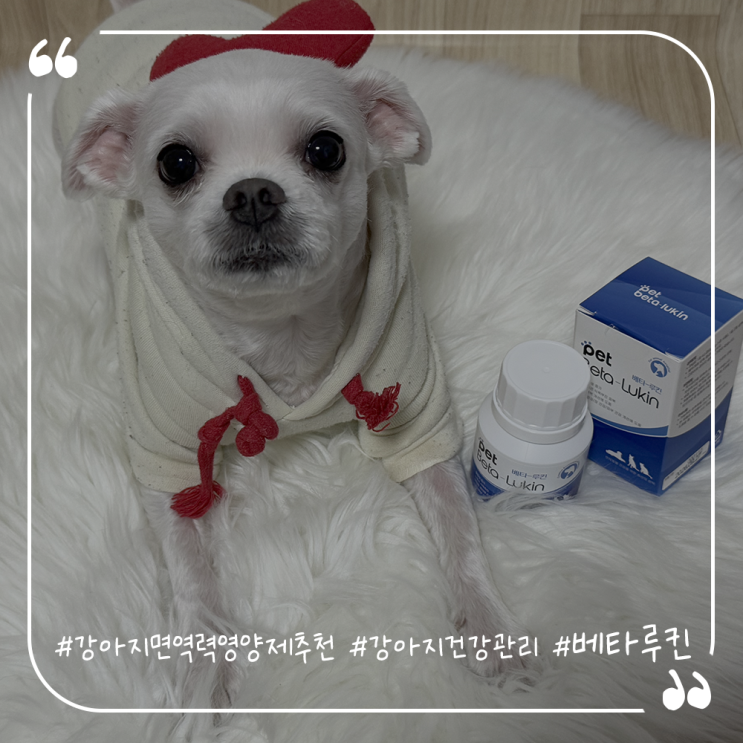  강아지면역력영양제추천 강아지건강관리 베타루킨