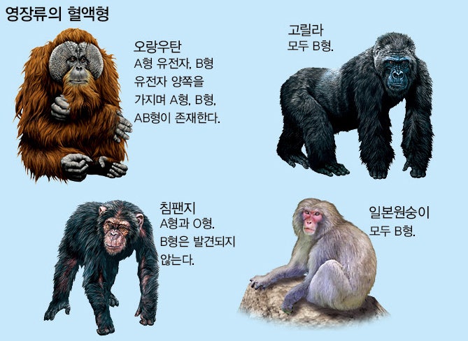 Newton> 과학 148 : 혈액형에 대한 당신의 상식은 모두 옳을까? : 네이버 블로그