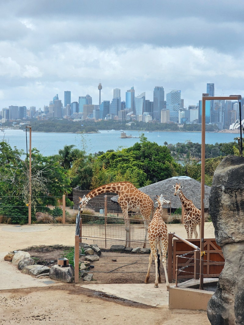 시드니 :: 3-1 타롱가주 동물원 Taronga Zoo / 입장권 할인, 100번 버스타고 가기 : 네이버 블로그, image size:800x1067