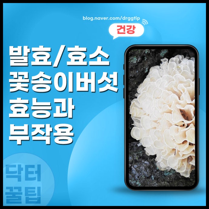발효 꽃송이버섯 효소 효능 및 부작용 정리
