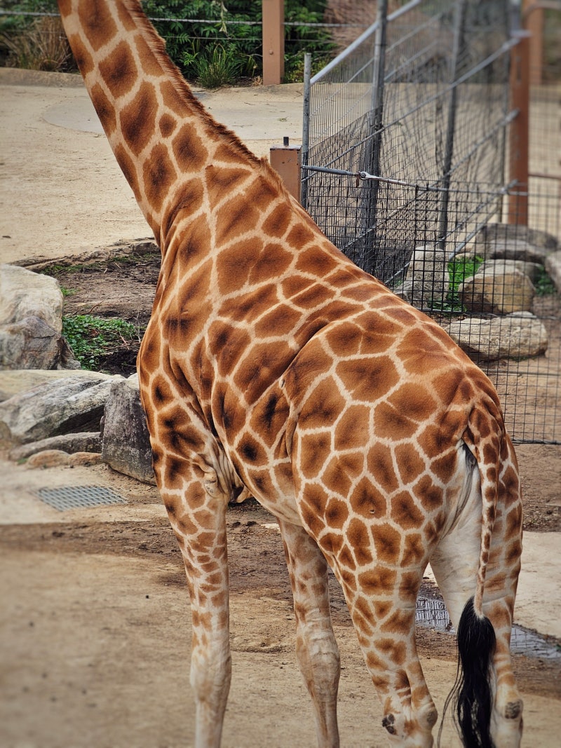 시드니 :: 3-1 타롱가주 동물원 Taronga Zoo / 입장권 할인, 100번 버스타고 가기 : 네이버 블로그, image size:800x1067