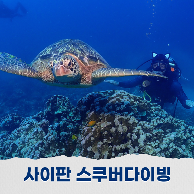  사이판 스쿠버다이빙 : 올레아이 포인트에서 거북이와의 만남