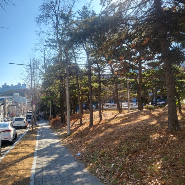 두두델리스 사진 2