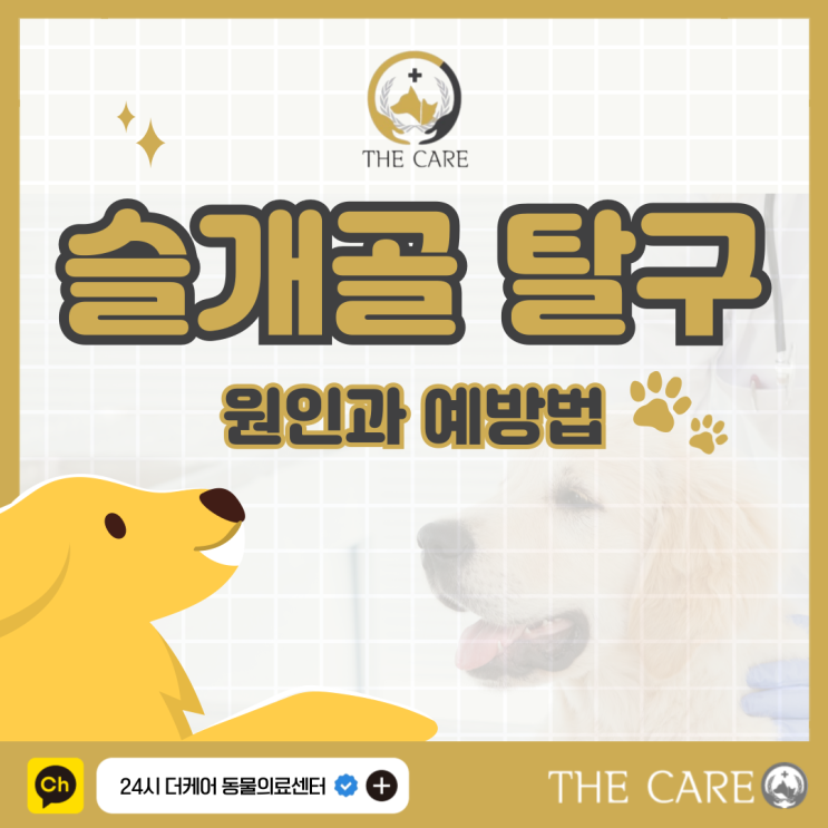  소형견 슬개골 탈구 원인과 예방법
