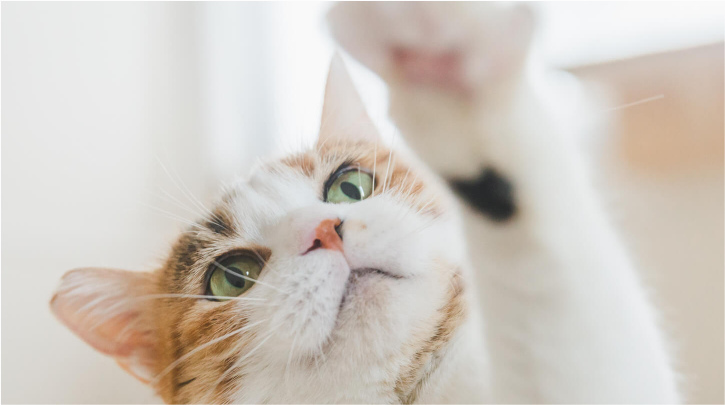  고양이 육구 발볼록살 역할과 관리