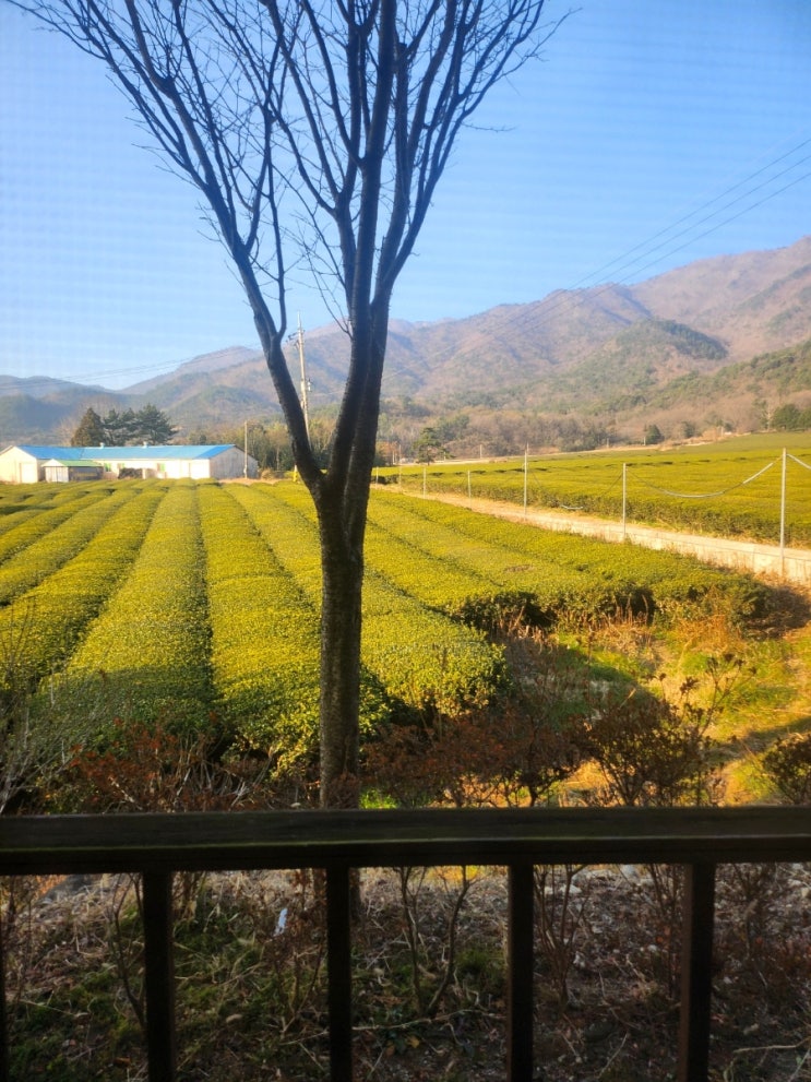  전남 보성 가족 펜션 녹차밭 뷰 산책도 가능한 구름속의산책펜션