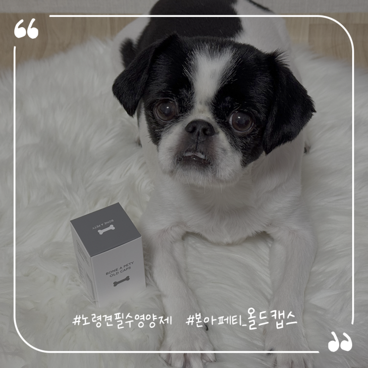  노령견 필수 영양제 추천 본아페티 올드캡스