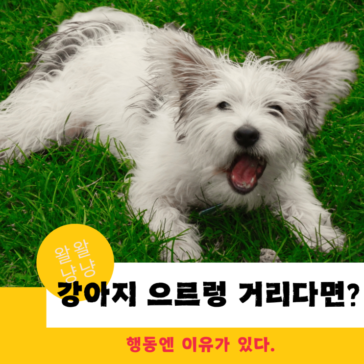  강아지가 으르렁 거리는 이유, 멍멍 짖는 이유