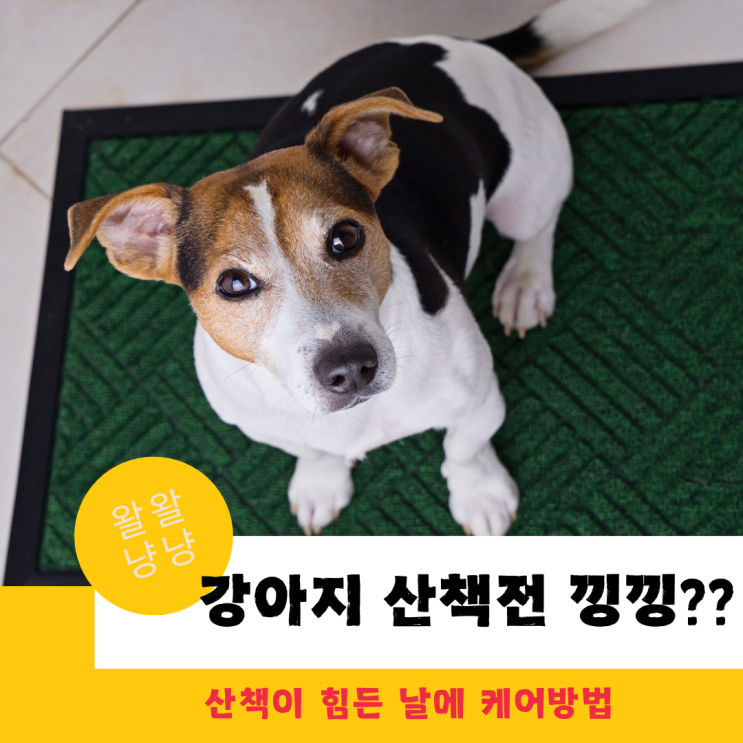  강아지 현관문 앞에서 낑낑거리는 이유, 산책을 못갈때는?